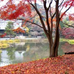 Shomyoji Temple in Autumn leaves