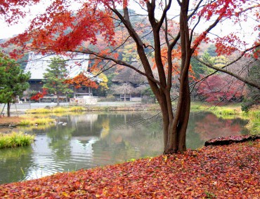 Shomyoji Temple in Autumn leaves