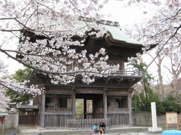 Shomyoji Temple in cherry blossom season