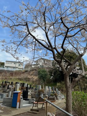 太寧寺墓地、かば桜