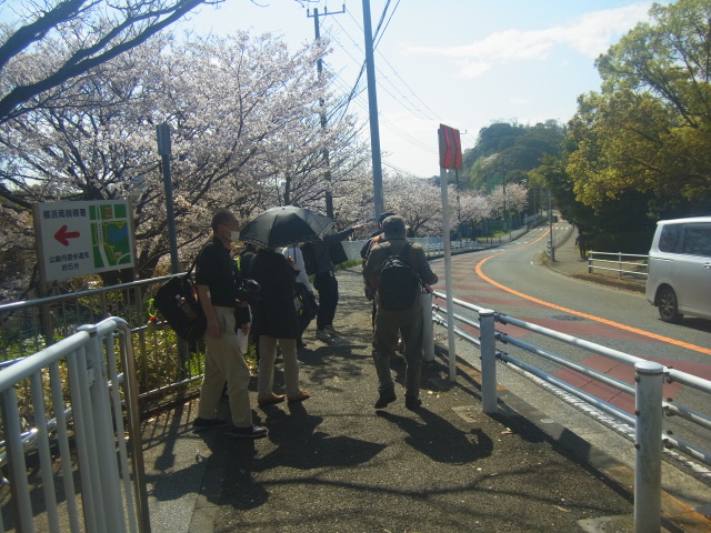 横浜検疫所前桜並木